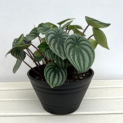 ぺぺロミア ：サンデルシー　7号平鉢植え