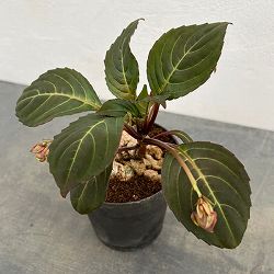 インパチェンス：フェンクライ　４号鉢植え