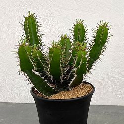 ユーフォルビア：ムランジーナ　4号鉢植え