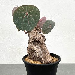 ステファニア：カウィーサキー　3.5号鉢植え25-01