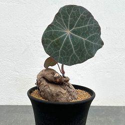 [ザ・ファームセレクト]ステファニア：カウィーサキー　3.5号鉢植え25-03