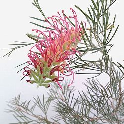 [25年9月中下旬予約]グレビレア：スピリットオブアンザック  6号鉢植え