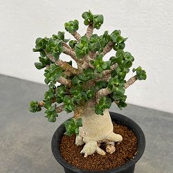 アデニウム：アラビカム巻葉　3.5号鉢植え