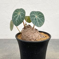 [ザ・ファームセレクト]ステファニア：カウィーサキー　3号鉢植え25-04