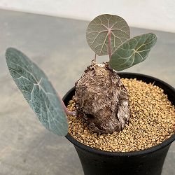[ザ・ファームセレクト]ステファニア：カウィーサキー　3号鉢植え25-05