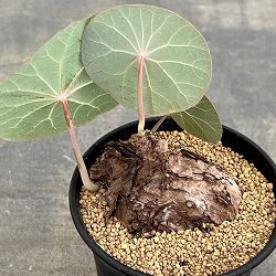 [ザ・ファームセレクト]ステファニア：カウィーサキー　3号鉢植え25-06