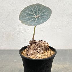[ザ・ファームセレクト]ステファニア：カウィーサキー　3号鉢植え25-07