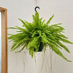 ネフロレピス：ボストンファーン（ボストンタマシダ）コンパクタ　7号吊り鉢植え