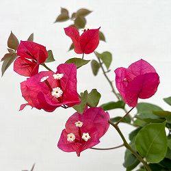 ブーゲンビレア：ミセスバット赤色4.5号鉢植え