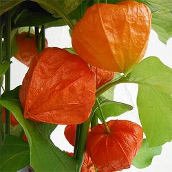 ホオズキ：丹波ほおずき5号鉢植え