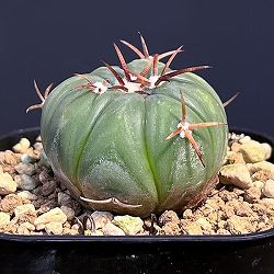サボテン：エキノカクタス 　太平丸2.5号鉢植え
