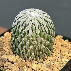 サボテン：精巧丸（ペレキフォラ アセリフォルミス）　2.5号鉢植え