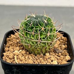 サボテン：エキノフォスロカクタス 　千波万波（センパバンパ）実生苗　2.5号鉢植え