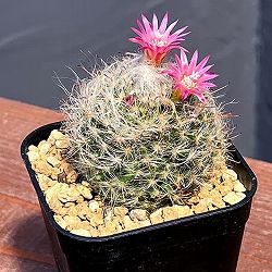 マミラリア：ボカサナ　2.5号鉢植え