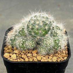 マミラリア：グラッシー  2.5号鉢植え*