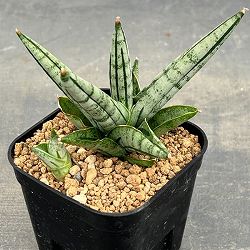 サンセベリア：ファットボーイ　3号鉢植え