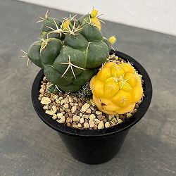 サボテン：象牙丸錦　4号鉢植え