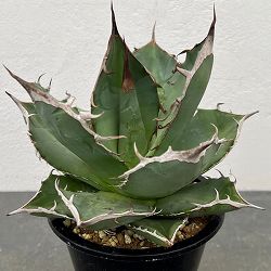 アガベ：チタノタ　 山亀　4号鉢植え