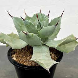アガベ：イシスメンシス　白銀　4号鉢植え