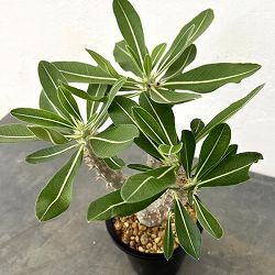 パキポディウム：デンシフローラム　4号鉢植え*