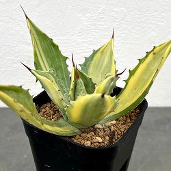 アガベ：イシスメンシス 楊貴妃（ようきひ）　3号鉢植え*