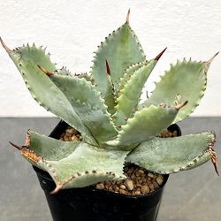 アガベ：イシスメンシス 密葉　3号鉢植え