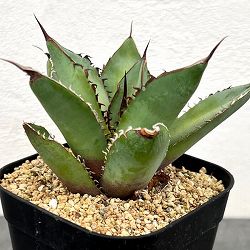 アガベ：チタノタ　シャークソード　3号鉢植え