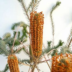 バンクシア：リトルエリック　5号鉢植え