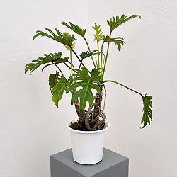 フィロデンドロン：クッカバラ（幹上がり）　6号鉢植え25-01