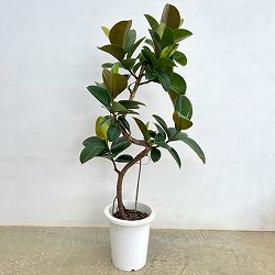 フィカス：ソフィア　8号鉢植え25-02