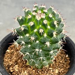 マミラリア：エイクラミー　アウレア　2.5号鉢植え