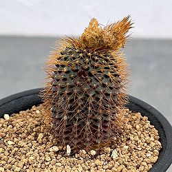 サボテン：フライレア　マミフェラ　 2.5号ポット
