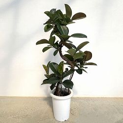 フィカス：ソフィア　8号鉢植え25-03
