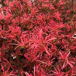 ツツジ：セイガイツツジ　錦孔雀（キンクジャク）4号ポット