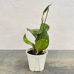 ホヤ：フスコマルギナータ　3号ポット