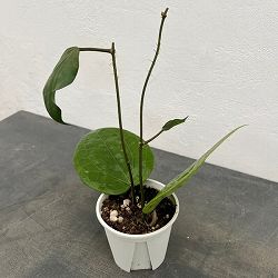 ホヤ：グラブラボメオ　3号ポット