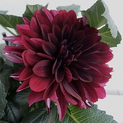 （わけあり特価）ダリア：黒蝶（コクチョウ）5号鉢植え*
