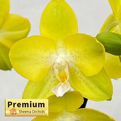 ミディコチョウラン：リオ2本立ち 3.5号陶器鉢植え