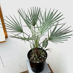 ヤシ：チャボトウジュロ　セリフェラ　7号鉢植え