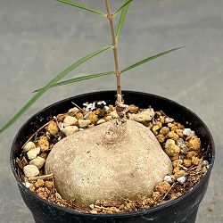 ブラキステルマ：スペックタイランド2.5号鉢植え