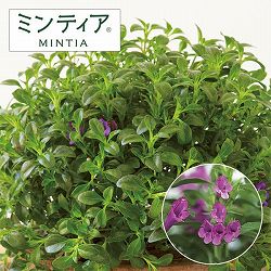 ミンティア：パープル直径20ｃｍ鉢植え(R)