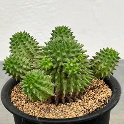 ユーフォルビア：スザンナエ　3号鉢植え*