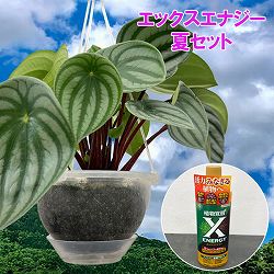 ペペロミア：サンデルシー　５号吊り鉢　エックスエナジー夏セット