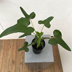 アベルモスクス：センドラワシspパプア　3号鉢植え