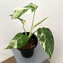 モンステラ：ボルシギアーナバリエガータ（白斑）　4号鉢植え