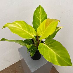 フィロデンドロン：イエローフレーム　4号鉢植え25-04