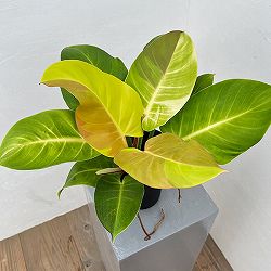 フィロデンドロン：イエローフレーム　4号鉢植え25-05