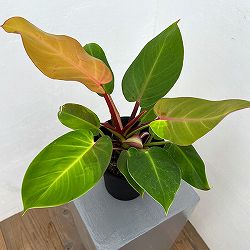 フィロデンドロン：イエローフレーム　4号鉢植え25-06