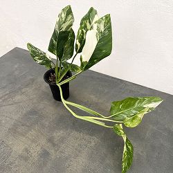 モンステラ：レクレリアナ　バリエガータ　3号鉢植え