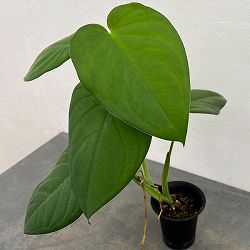 シンゴニウム：チアペンス　3号鉢植え